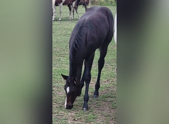 American Quarter Horse, Castrone, 2 Anni, 145 cm, Morello