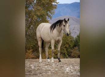 American Quarter Horse, Castrone, 2 Anni, 145 cm, Pelle di daino