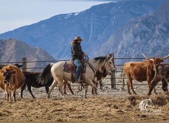 American Quarter Horse, Castrone, 2 Anni, 145 cm, Pelle di daino