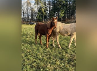 American Quarter Horse, Castrone, 2 Anni, 146 cm