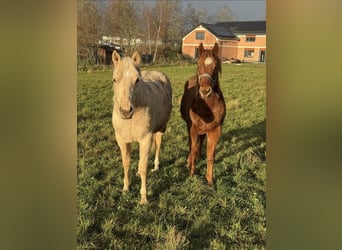 American Quarter Horse, Castrone, 2 Anni, 146 cm