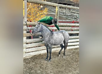 American Quarter Horse, Castrone, 2 Anni, 146 cm, Grigio