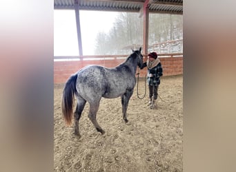 American Quarter Horse, Castrone, 2 Anni, 146 cm, Grigio