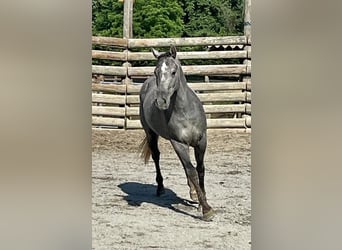 American Quarter Horse, Castrone, 2 Anni, 146 cm, Grigio