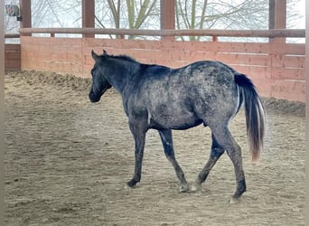 American Quarter Horse, Castrone, 2 Anni, 146 cm, Grigio