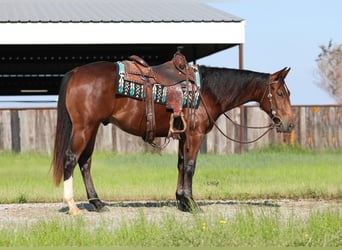 American Quarter Horse, Castrone, 2 Anni, 147 cm, Baio ciliegia