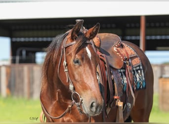 American Quarter Horse, Castrone, 2 Anni, 147 cm, Baio ciliegia