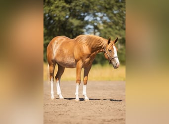 American Quarter Horse, Castrone, 2 Anni, 147 cm, Roano rosso