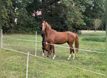 American Quarter Horse Mix, Castrone, 2 Anni, 147 cm, Sauro