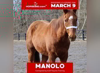 American Quarter Horse, Castrone, 2 Anni, 147 cm, Sauro ciliegia