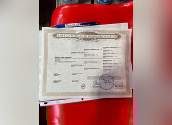 American Quarter Horse, Castrone, 2 Anni, 148 cm, Baio