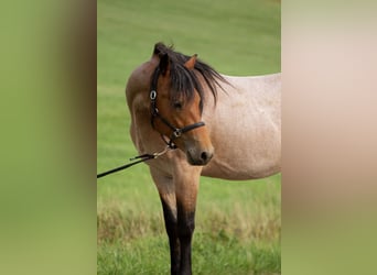 American Quarter Horse Mix, Castrone, 2 Anni, 148 cm, Baio roano