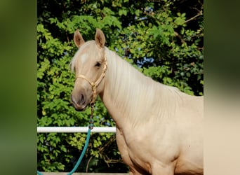 American Quarter Horse, Castrone, 2 Anni, 148 cm, Palomino