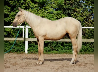 American Quarter Horse, Castrone, 2 Anni, 148 cm, Palomino