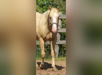 American Quarter Horse, Castrone, 2 Anni, 148 cm, Palomino