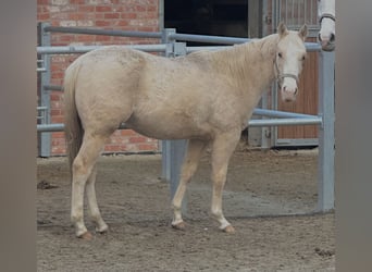 American Quarter Horse, Castrone, 2 Anni, 148 cm, Palomino