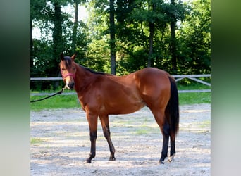 American Quarter Horse, Castrone, 2 Anni, 150 cm, Baio