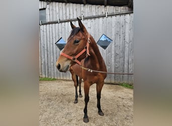 American Quarter Horse, Castrone, 2 Anni, 150 cm, Baio