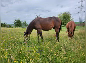 American Quarter Horse Mix, Castrone, 2 Anni, 150 cm, Baio scuro
