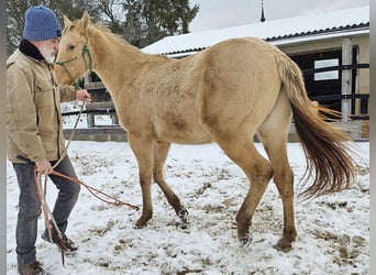 American Quarter Horse, Castrone, 2 Anni, 150 cm, Champagne