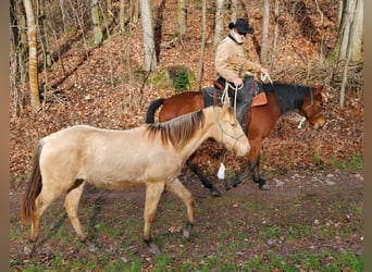 American Quarter Horse, Castrone, 2 Anni, 150 cm, Champagne
