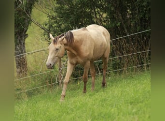 American Quarter Horse Mix, Castrone, 2 Anni, 150 cm, Champagne