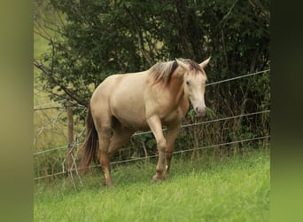 American Quarter Horse Mix, Castrone, 2 Anni, 150 cm, Champagne