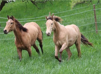 American Quarter Horse Mix, Castrone, 2 Anni, 150 cm, Champagne