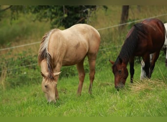 American Quarter Horse Mix, Castrone, 2 Anni, 150 cm, Champagne