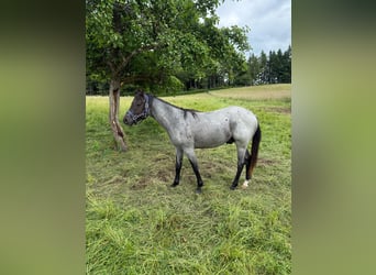 American Quarter Horse, Castrone, 2 Anni, 150 cm, Leardo