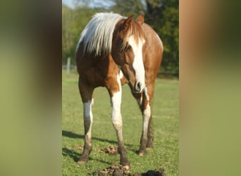 American Quarter Horse, Castrone, 2 Anni, 150 cm, Overo-tutti i colori