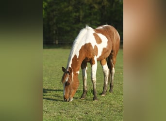 American Quarter Horse, Castrone, 2 Anni, 150 cm, Overo-tutti i colori
