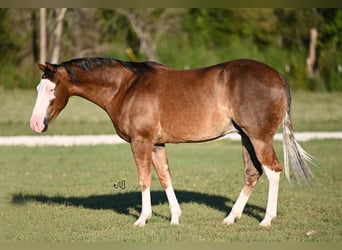 American Quarter Horse, Castrone, 2 Anni, 150 cm, Palomino