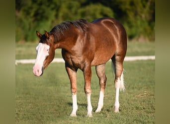 American Quarter Horse, Castrone, 2 Anni, 150 cm, Palomino