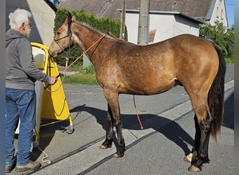 American Quarter Horse, Castrone, 2 Anni, 150 cm, Pelle di daino