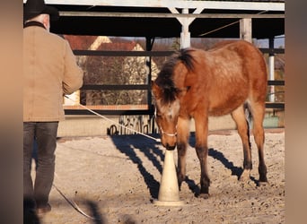 American Quarter Horse, Castrone, 2 Anni, 150 cm, Pelle di daino