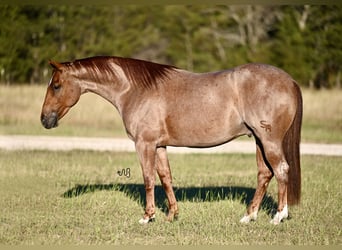 American Quarter Horse, Castrone, 2 Anni, 150 cm, Roano rosso