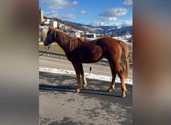 American Quarter Horse, Castrone, 2 Anni, 150 cm, Sauro scuro