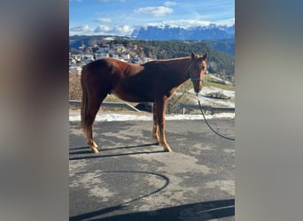 American Quarter Horse, Castrone, 2 Anni, 150 cm, Sauro scuro