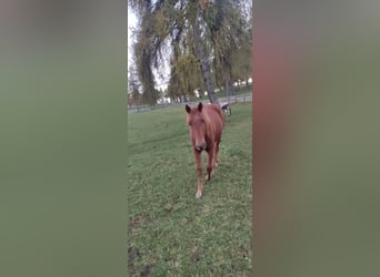 American Quarter Horse, Castrone, 2 Anni, 150 cm, Sauro scuro