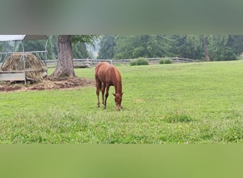 American Quarter Horse, Castrone, 2 Anni, 150 cm, Sauro scuro