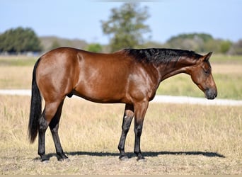 American Quarter Horse, Castrone, 2 Anni, 152 cm, Baio ciliegia