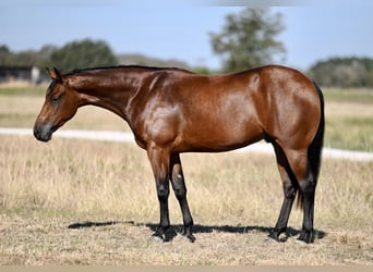 American Quarter Horse, Castrone, 2 Anni, 152 cm, Baio ciliegia