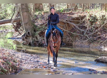 American Quarter Horse, Castrone, 2 Anni, 152 cm, Baio roano