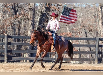 American Quarter Horse, Castrone, 2 Anni, 152 cm, Baio roano