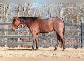 American Quarter Horse, Castrone, 2 Anni, 152 cm, Baio roano