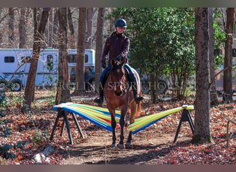 American Quarter Horse, Castrone, 2 Anni, 152 cm, Baio roano