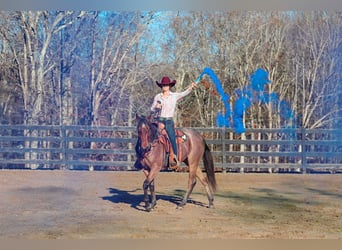 American Quarter Horse, Castrone, 2 Anni, 152 cm, Baio roano