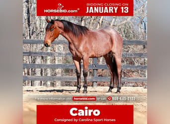 American Quarter Horse, Castrone, 2 Anni, 152 cm, Baio roano