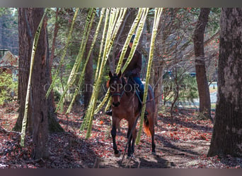 American Quarter Horse, Castrone, 2 Anni, 152 cm, Baio roano